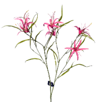 Zijde Tijger lelie roze